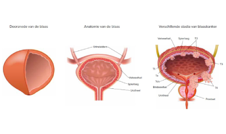 Anatomie van de blaas